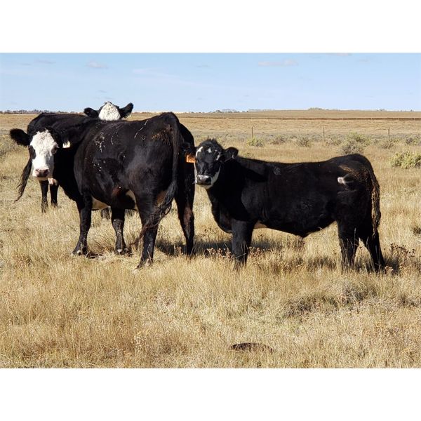 Alan Hansen - 650# Steer Calves - 95 Head (Shaunavon, SK)