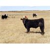 Image 2 : Alan Hansen - 650# Steer Calves - 95 Head (Shaunavon, SK)