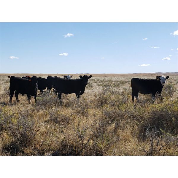 Alan Hansen - 600# Heifer Calves - 100 Head (Shaunavon, SK)