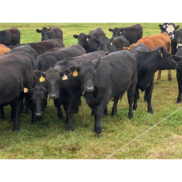 Shane Debock - 800# Heifers - 127 Head (Barrhead, AB)