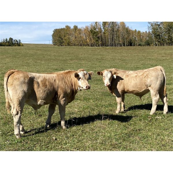 Luke & Jen Smith - 650# Steer Calves - 95 Head (Sundre, AB)