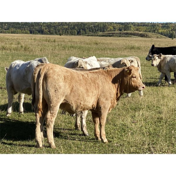 Luke & Jen Smith - 580# Heifer Calves - 65 Head (Sundre, AB)