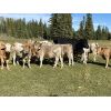 Image 2 : Luke & Jen Smith - 580# Heifer Calves - 65 Head (Sundre, AB)