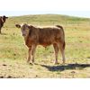Image 10 : Ernie, Kathy & Kyle Lee - 610# Steer Calves - 95 Head (Brooks, AB)