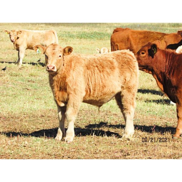 Ernie, Kathy & Kyle Lee - 610# Steer Calves - 95 Head (Brooks, AB)