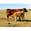 Image 4 : Ernie, Kathy & Kyle Lee - 610# Steer Calves - 95 Head (Brooks, AB)