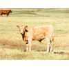 Image 7 : Ernie, Kathy & Kyle Lee - 610# Steer Calves - 95 Head (Brooks, AB)