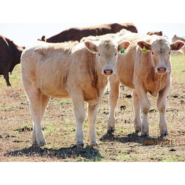 Ernie, Kathy & Kyle Lee - 575# Heifer Calves - 100 Head (Brooks, AB)