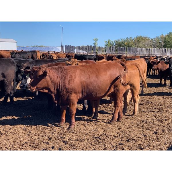 Brandt Boys Beef & Grain - 915# Heifers - 195 Head (Tolstoi, MB)