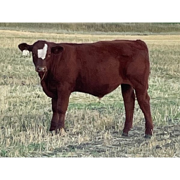 Diamond I Farm - 620# Steer Calves - 60 Head (Irricana, AB)