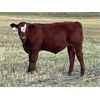 Image 1 : Diamond I Farm - 620# Steer Calves - 60 Head (Irricana, AB)