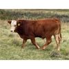 Image 2 : Diamond I Farm - 620# Steer Calves - 60 Head (Irricana, AB)