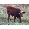 Image 5 : Diamond I Farm - 620# Steer Calves - 60 Head (Irricana, AB)