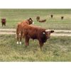 Image 6 : Diamond I Farm - 620# Steer Calves - 60 Head (Irricana, AB)