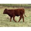 Image 7 : Diamond I Farm - 620# Steer Calves - 60 Head (Irricana, AB)