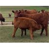 Image 8 : Diamond I Farm - 620# Steer Calves - 60 Head (Irricana, AB)