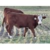 Image 9 : Diamond I Farm - 620# Steer Calves - 60 Head (Irricana, AB)