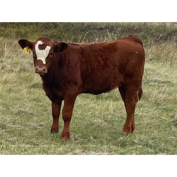Diamond I Farm - 525# Heifer Calves - 50 Head (Irricana, AB)