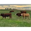 Image 6 : Diamond I Farm - 525# Heifer Calves - 50 Head (Irricana, AB)