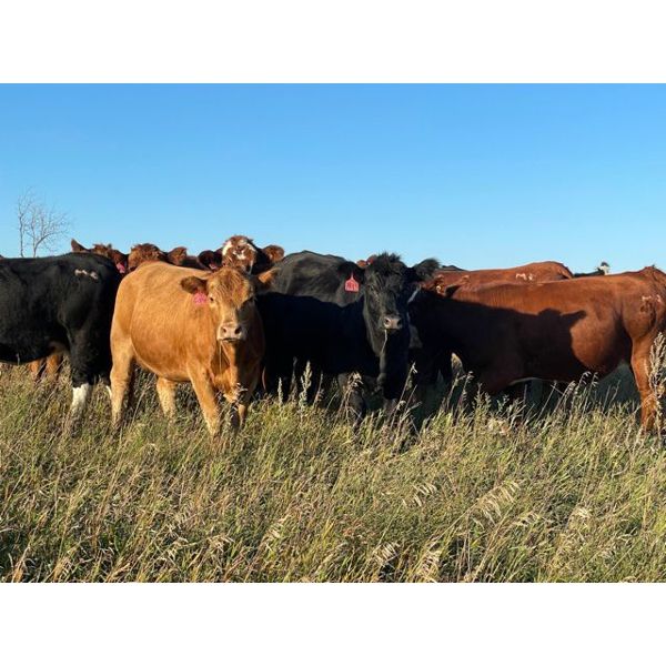 Monarc Enterprises Inc. - 965# Heifers - 65 Head (Cromer, MB)