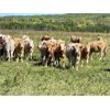 Image 1 : Monarc Enterprises Inc. - 925# Heifers - 495 Head (Beulah, MB)