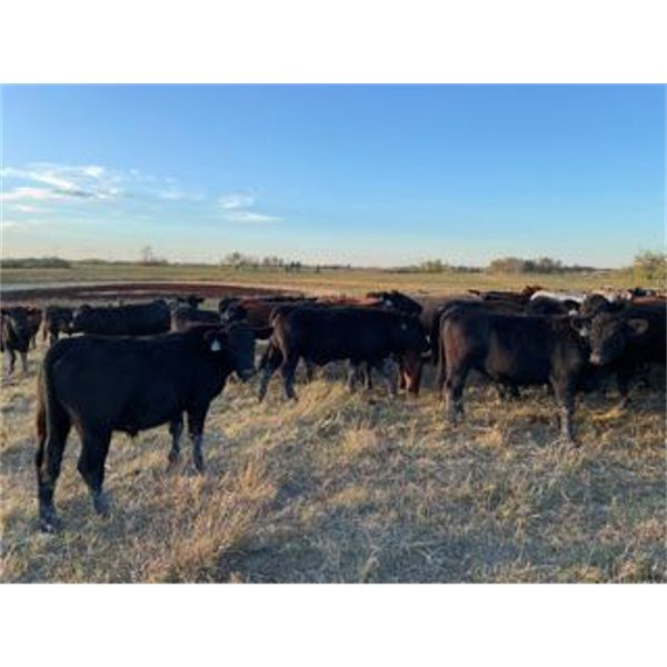 Monarc Enterprises Inc. - 925# Steers - 134 Head (Cromer, MB)