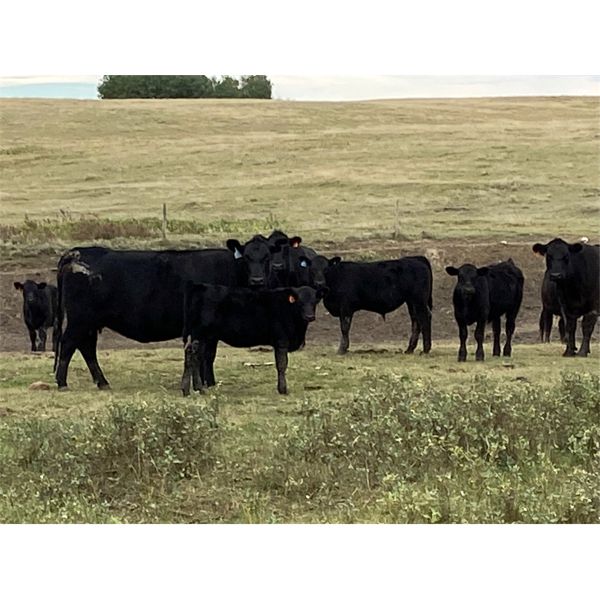 Lazy T Ranch - 500# Steer Calves - 110 Head (Fish Lake, AB)