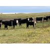 Image 2 : Lazy T Ranch - 500# Steer Calves - 110 Head (Fish Lake, AB)