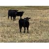 Image 3 : Lazy T Ranch - 500# Steer Calves - 110 Head (Fish Lake, AB)