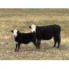 Image 4 : Lazy T Ranch - 500# Steer Calves - 110 Head (Fish Lake, AB)