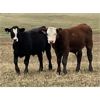 Image 5 : Lazy T Ranch - 500# Steer Calves - 110 Head (Fish Lake, AB)