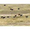 Image 6 : Lazy T Ranch - 500# Steer Calves - 110 Head (Fish Lake, AB)