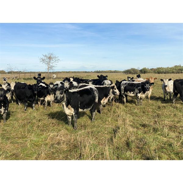 Sunrise Ranch Ltd. - 830# Heifers - 152 Head (Newbrook, AB)