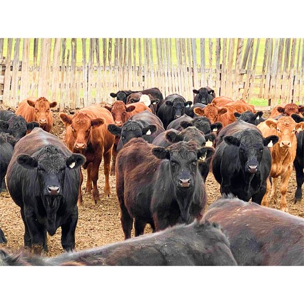 Marshall Feedlot Customer - 958# Steers - 62 Head (Bowden, AB)