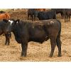 Image 2 : Marshall Feedlot Customer - 958# Steers - 62 Head (Bowden, AB)