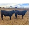 Image 3 : Marshall Feedlot Customer - 958# Steers - 62 Head (Bowden, AB)