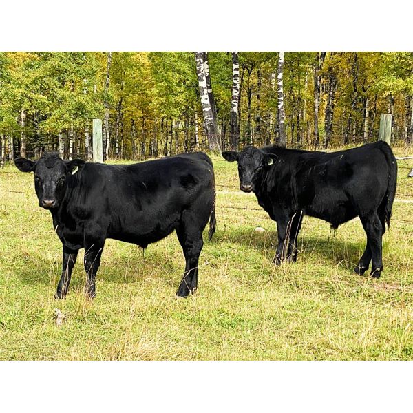 Wade & Kathie Morris - 600# Steer Calves - 35 Head (Sundre, AB)