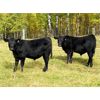 Image 1 : Wade & Kathie Morris - 600# Steer Calves - 35 Head (Sundre, AB)