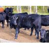 Image 2 : Wade & Kathie Morris - 600# Steer Calves - 35 Head (Sundre, AB)