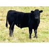 Image 4 : Wade & Kathie Morris - 600# Steer Calves - 35 Head (Sundre, AB)