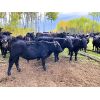 Image 5 : Wade & Kathie Morris - 600# Steer Calves - 35 Head (Sundre, AB)
