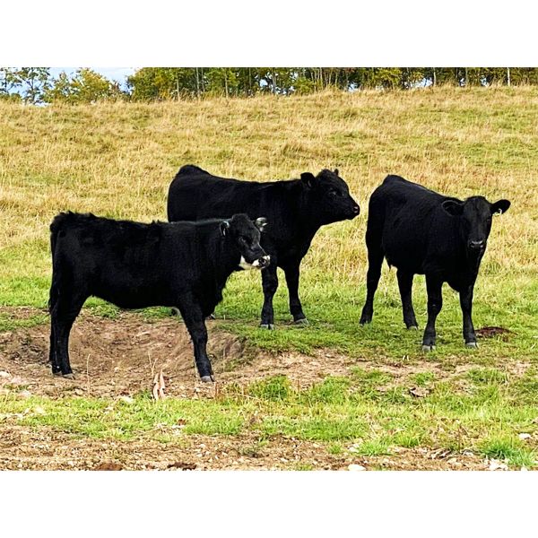 Wade & Kathie Morris - 570# Heifer Calves - 30 Head (Sundre, AB)