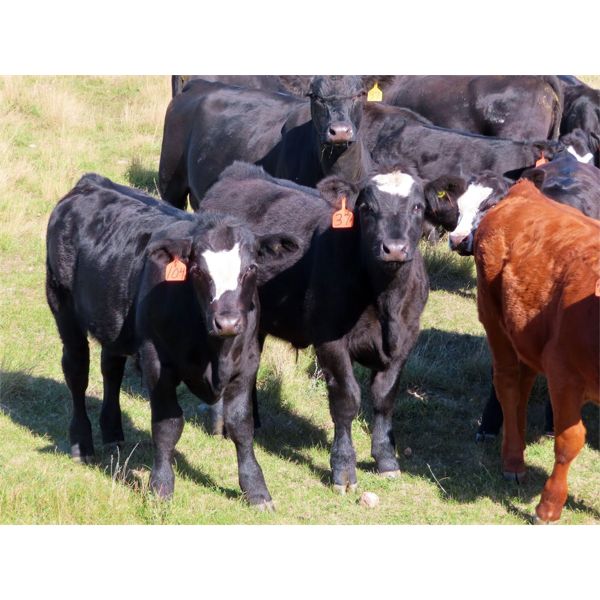 Bob Sentes - 625# Steer Calves - 45 Head (Raymore, SK)