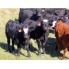 Image 1 : Bob Sentes - 625# Steer Calves - 45 Head (Raymore, SK)