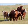 Image 2 : Bob Sentes - 625# Steer Calves - 45 Head (Raymore, SK)