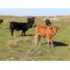 Image 3 : Bob Sentes - 625# Steer Calves - 45 Head (Raymore, SK)