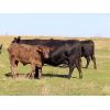 Image 4 : Bob Sentes - 625# Steer Calves - 45 Head (Raymore, SK)