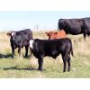 Image 5 : Bob Sentes - 625# Steer Calves - 45 Head (Raymore, SK)