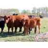 Image 7 : Bob Sentes - 625# Steer Calves - 45 Head (Raymore, SK)
