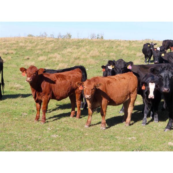 Bob Sentes - 590# Heifer Calves - 30 Head (Raymore, SK)